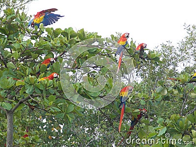 Some colorful parrots feeding, Esterillos Village, Parrita, Costa Rica Stock Photo