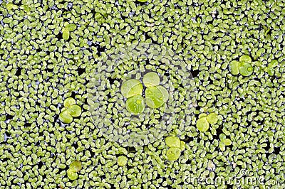 Some common duckweed Stock Photo