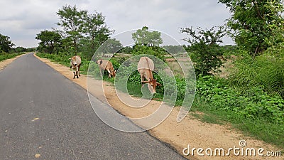 Some cow`s in Laumunda village of odisha Stock Photo