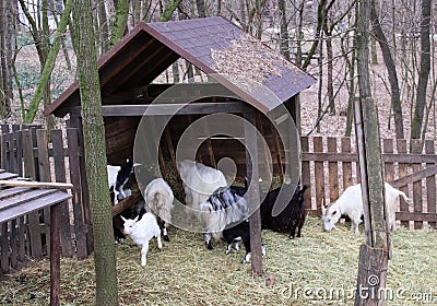Some different goats Stock Photo