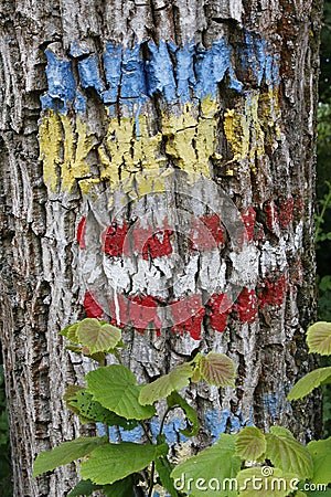 Some different way markers on the bark of a tree Stock Photo