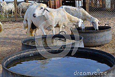 Some Ewes are stop drinking water Stock Photo