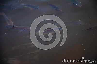 Some fish swimming on the water surface of the lake. Stock Photo