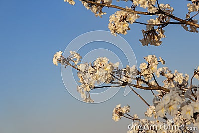 Some flowering branches of white ipe. Stock Photo