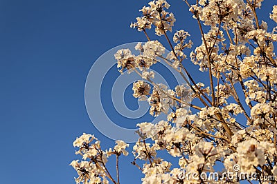 Some flowering branches of white ipe. Stock Photo