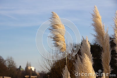 Some fluffy reed is waving in the strong winds on a cold winter day in MalmÃ¶, Sweden Stock Photo