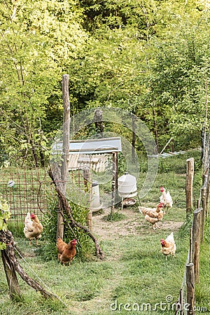Some of the fowls in the pen Stock Photo