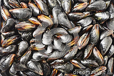 Some fresh and closed organic mussel before cleaning Stock Photo