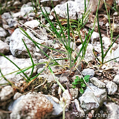 Some grass and Stones Stock Photo