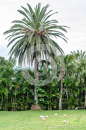 Some greater flamingos on a green meadow, large palm tree in the background Stock Photo