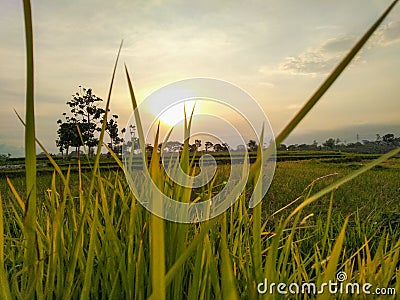 some green alang alang grass Stock Photo