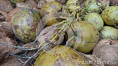 Some green coconuts, green background Stock Photo