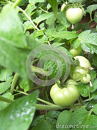 Some growing tomatoes Stock Photo