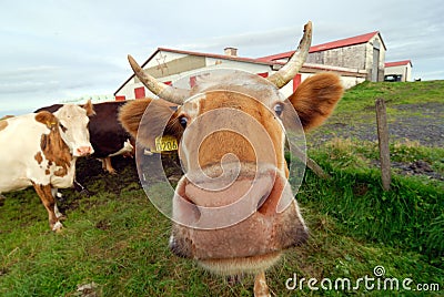 Some Icelandic cows in a farm, Iceland Stock Photo