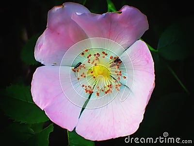 Flower Bloom Insect pink rose yellow Stock Photo