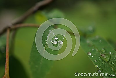 Little rain drops on leaf Stock Photo