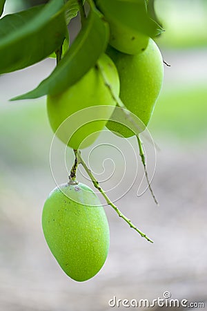 Some Mango growing on tree in areas district of Thakurgong, Bangladesh. Stock Photo