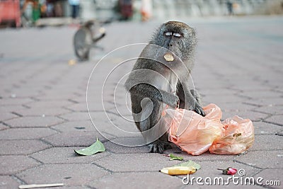 Some monkeys at batu caves kualalumpur Stock Photo