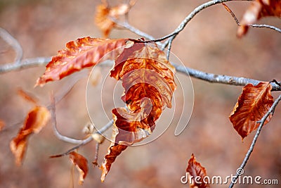 Transitory in autumn Stock Photo