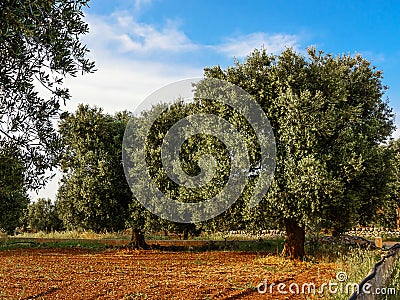 Olive tree in the Salento countryside of Puglia Stock Photo