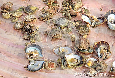 Some opened pearl oysters Stock Photo