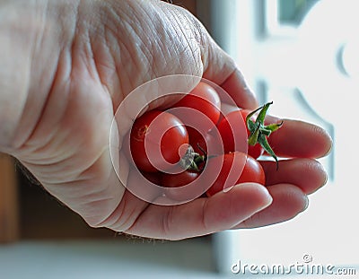 some organic cherry tomatoes in my hand Stock Photo