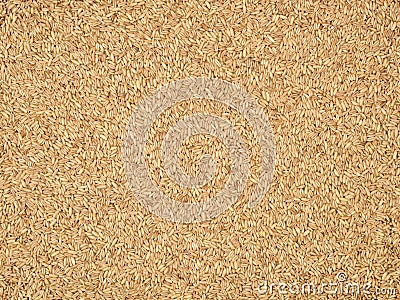 Some Organic oats seeds Stock Photo
