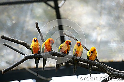 Some parrots (Aratinga solstitialis) Stock Photo