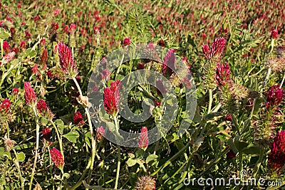 Biological way to grow rice Stock Photo