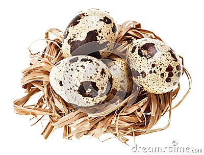 Some quail eggs in the straw nest Stock Photo
