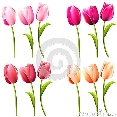 Some realistic tulips on white Vector Illustration