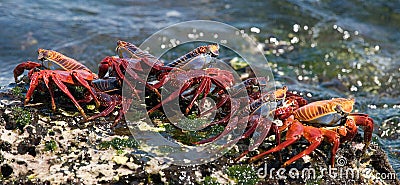 Some red crab sitting on the rocks. The Galapagos Islands. Pacific Ocean. Ecuador. Cartoon Illustration