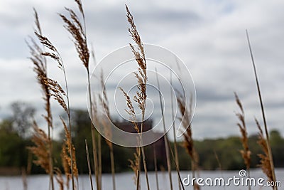 Some reed blowing in the wind in front of a lake with the Svaneholm castle on the other shore of the lake Stock Photo