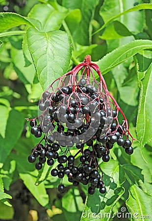 Some ripe elderberry on branch Stock Photo
