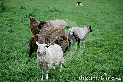 Some sheep Stock Photo