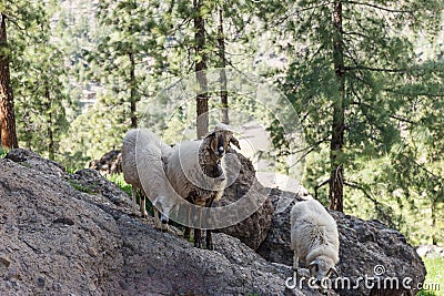 Some sheep in the shade of the trees Stock Photo