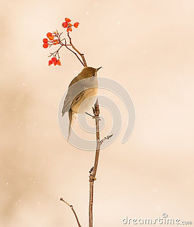 Blackcap on Rowan branch Stock Photo