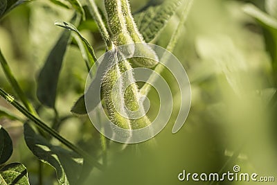 Some soybean pods in Brazil`s green field. Stock Photo