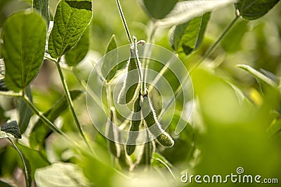 Some soybean pods in Brazil`s green field. Stock Photo