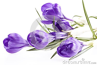 Some spring flowers of violet crocus isolated on white backgrounD Stock Photo