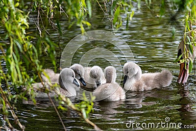 Some swan chicks eating algae. Stock Photo