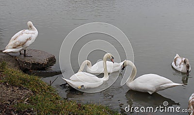 Some swan on a river Stock Photo