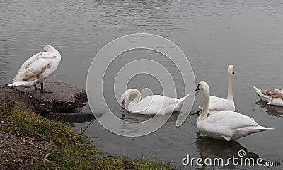 Some swan on a river Stock Photo