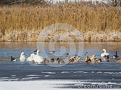 some swans, geese and mallards swim on a lake in winter Stock Photo