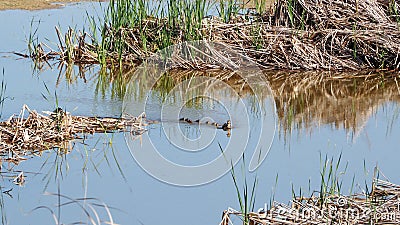 Some swimming lessons in lake ivars and vila sana, lerida, spain Stock Photo