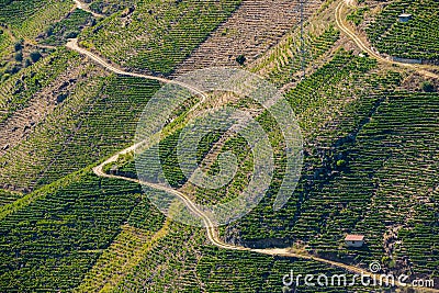 Vineyards in espalier on the slopes of a hill next to the river Sil, in Ribera Sacra, Ourense, Galicia, Spain. Stock Photo