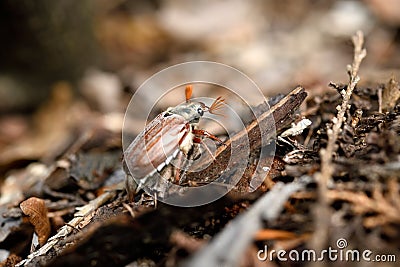 A some what sad looking May bug is looking for shelter Stock Photo