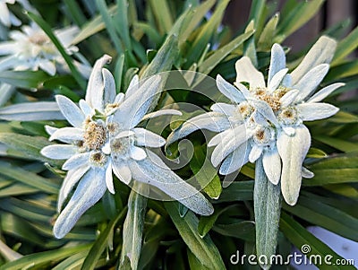 Some white alpine flowers called Edelweiss Stock Photo