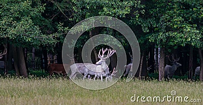 Some majestic white and brown deers in the game reserve, forest in the bacgroung Stock Photo
