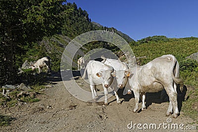 Some white cows on the mountain path Stock Photo